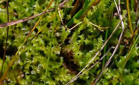 Attēlu rezultāti vaicājumam “Meesia triquetra”