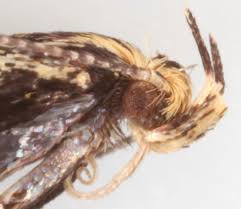 Attēlu rezultāti vaicājumam “Denisia similella”