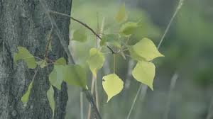 Attēlu rezultāti vaicājumam “Populus x canescens leaf”