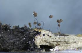 Attēlu rezultāti vaicājumam “Comatricha nigra”