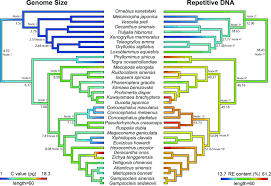 Image result for genome sizes