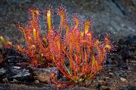 Attēlu rezultāti vaicājumam “Drosera anglica leaf”