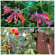 Attēlu rezultāti vaicājumam “Lonicera caerulea var. pallasii flower”