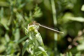Attēlu rezultāti vaicājumam “Platycnemis pennipes female”