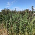 Attēlu rezultāti vaicājumam “Phragmites communis fruit”