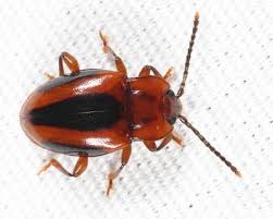 Attēlu rezultāti vaicājumam “Endomychidae”