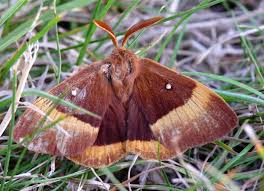 Attēlu rezultāti vaicājumam “Lasiocampa quercus”