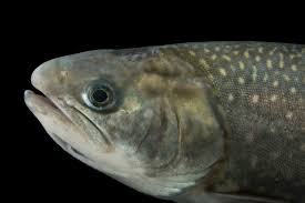Image result for Salvelinus malma