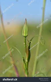 Attēlu rezultāti vaicājumam “Tragopogon pratensis subsp. pratensis bud”