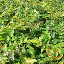 Attēlu rezultāti vaicājumam “Mahonia aquifolium”