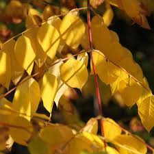 Attēlu rezultāti vaicājumam “Gymnocladus dioicus bud”