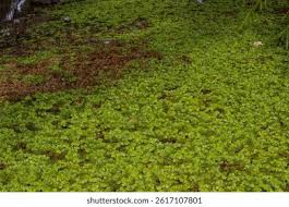 Attēlu rezultāti vaicājumam “Sphagnum cuspidatum”