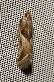 Attēlu rezultāti vaicājumam “Nyctegretis lineana”