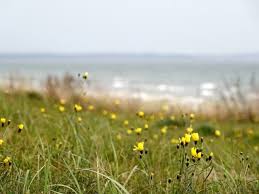 Attēlu rezultāti vaicājumam “Hieracium umbellatum”