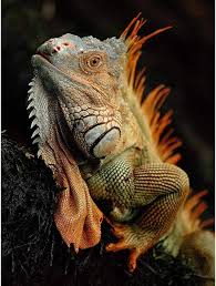 Image result for reptile scales