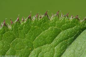 Attēlu rezultāti vaicājumam “Serratula tinctoria leaf”