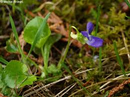 Attēlu rezultāti vaicājumam “Viola collina”