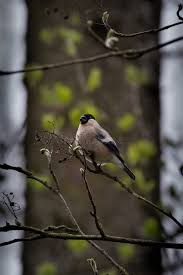 Attēlu rezultāti vaicājumam “Pyrrhula pyrrhula female”