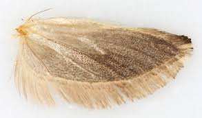 Attēlu rezultāti vaicājumam “Ypsolopha scabrella”