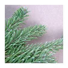 Attēlu rezultāti vaicājumam “Picea abies leaf”