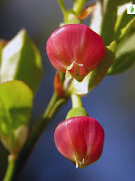Attēlu rezultāti vaicājumam “Vaccinium myrtillus flower”