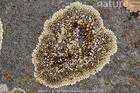 Attēlu rezultāti vaicājumam “Lecanora muralis”