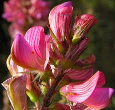 Image result for Onobrychis viciifolia