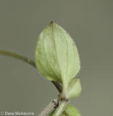 Attēlu rezultāti vaicājumam “Moehringia trinervia”