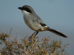 Attēlu rezultāti vaicājumam “Lanius excubitor”