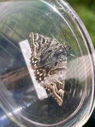 Attēlu rezultāti vaicājumam “Callistege mi”