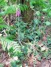 Flowering foxglove beside path, Herringfleet Hills - via Daymix
