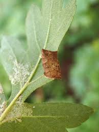 Attēlu rezultāti vaicājumam “Parornix anglicella”