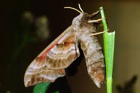 Attēlu rezultāti vaicājumam “Smerinthus ocellata”