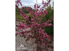 Attēlu rezultāti vaicājumam “Malus purpurea”