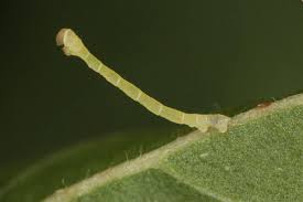 Attēlu rezultāti vaicājumam “Electrophaes corylata”