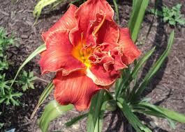 Image result for Hemerocallis `Moses Fire`