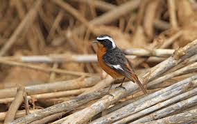 Image result for Phoenicurus moussieri