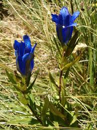 Attēlu rezultāti vaicājumam “Gentiana pneumonanthe flower”