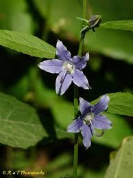 Image result for Campanula americana