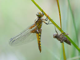 Attēlu rezultāti vaicājumam “Libellula depressa female”