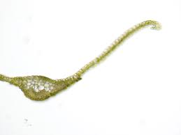 Attēlu rezultāti vaicājumam “Tortula lingulata”