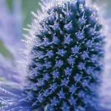 Image result for Eryngium `Blue Hobbit`