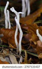 Attēlu rezultāti vaicājumam “Clavulina rugosa”