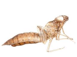 Attēlu rezultāti vaicājumam “Libellula quadrimaculata exuvia”