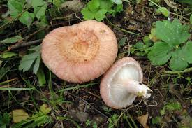 Attēlu rezultāti vaicājumam “Lactarius torminosus”