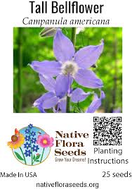 Image result for Campanula americana