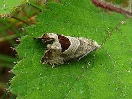 Attēlu rezultāti vaicājumam “Notocelia uddmanniana”