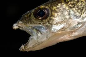 Image result for Sander vitreus