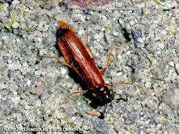 Attēlu rezultāti vaicājumam “Hylecoetus dermestoides”