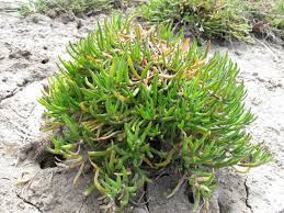 Attēlu rezultāti vaicājumam “Spergularia marina leaf”